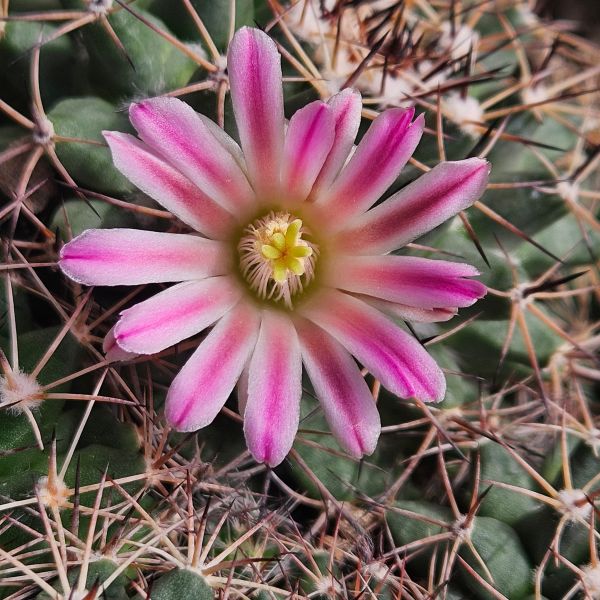 Mammillaria johnstonii v. guaymasensis